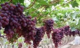 玫瑰葡萄爆料视频大全,揭秘幕后故事与精彩瞬间